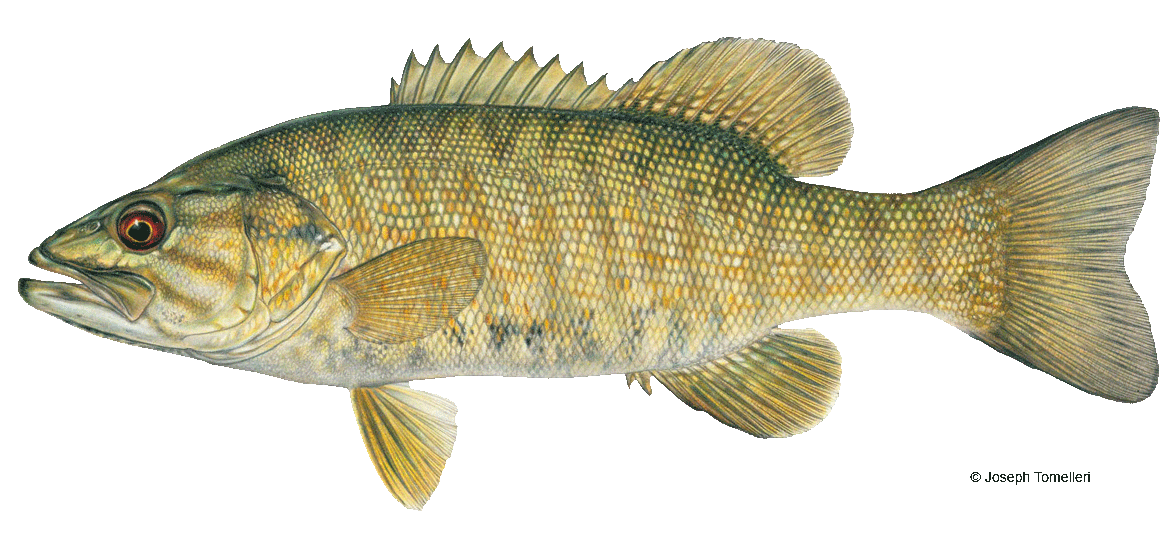 Smallmouth sales